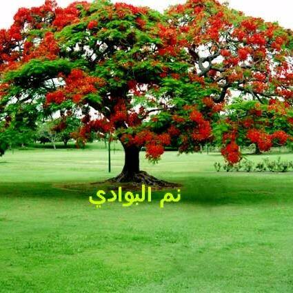 نم البوادي