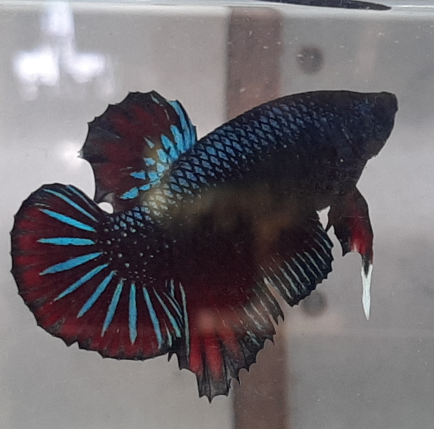 Fins & Gills - Update : !!! SOLD!!! Pahurot sale. Free... | Facebook