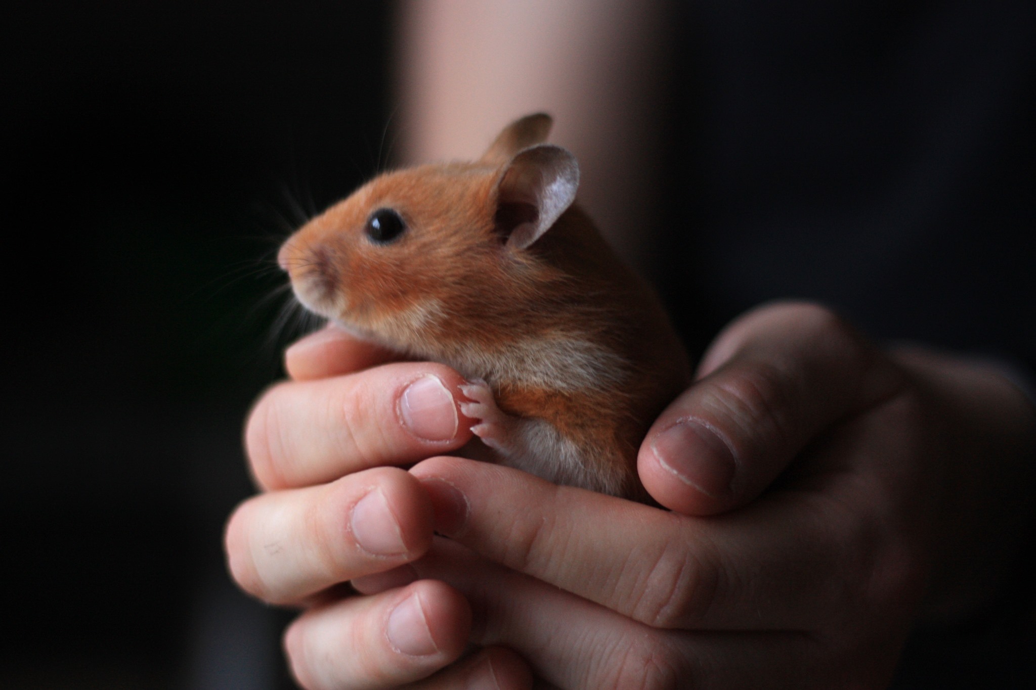Happy Paws Rodent Rescue
