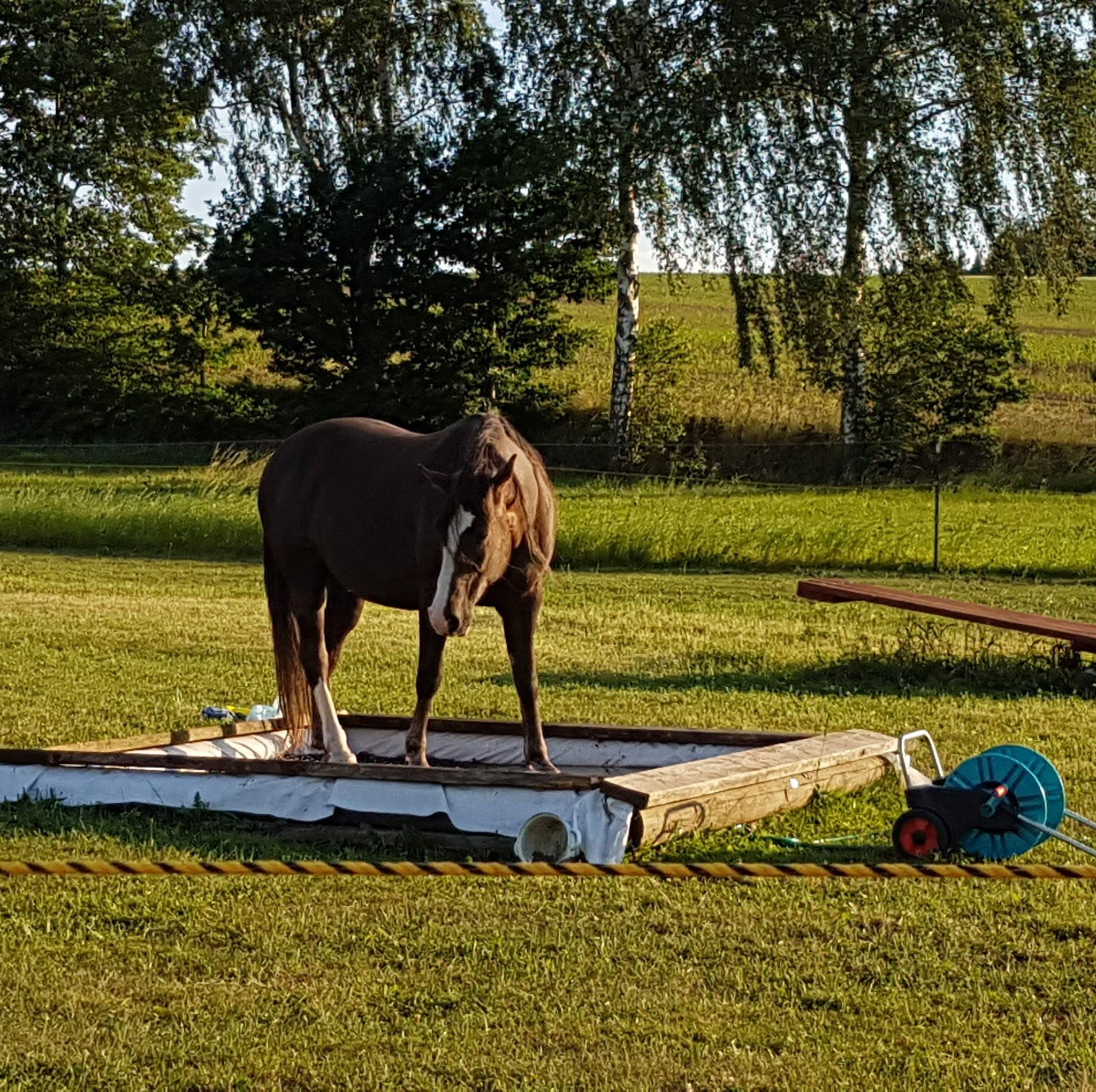 Rusty Nail Ranch | Hohndorf