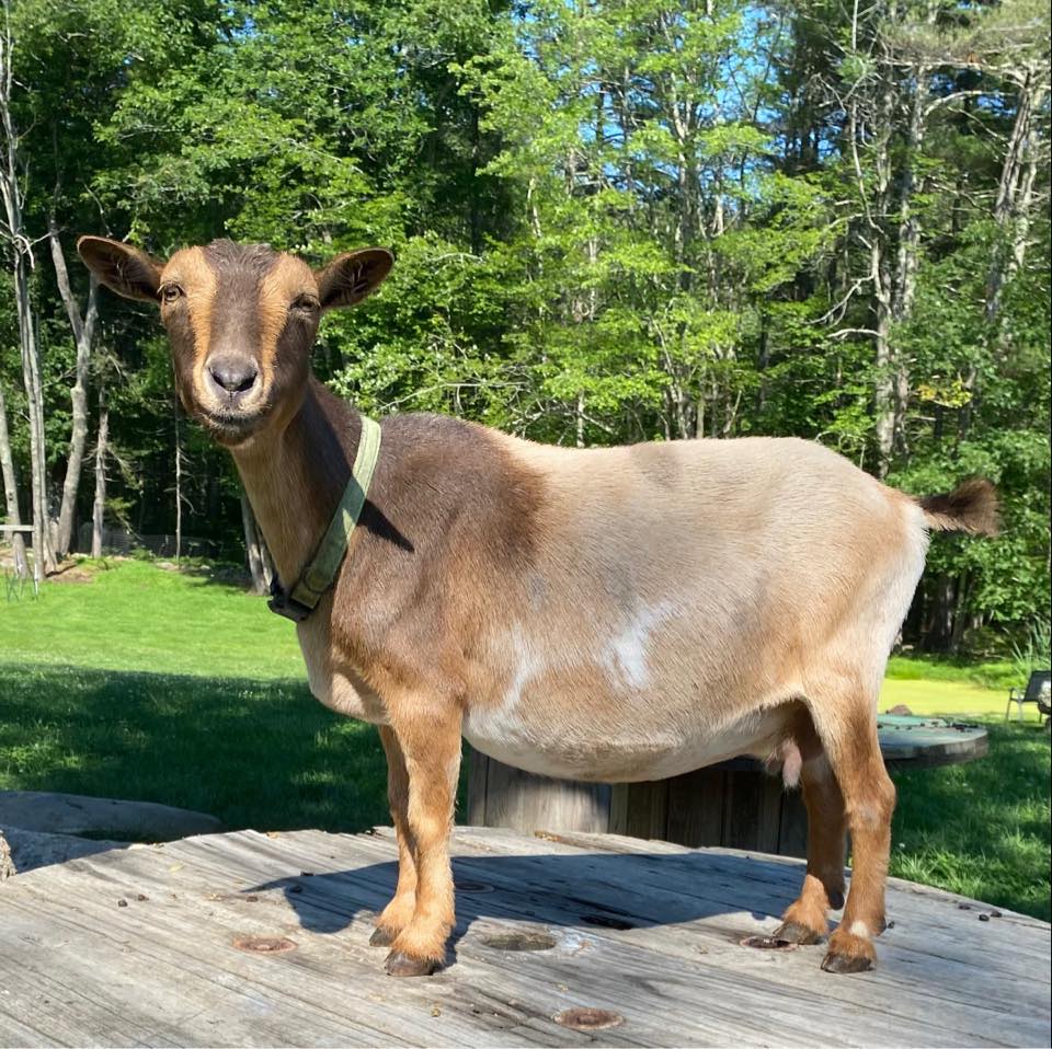 Blue Tin Farm | Edgecomb ME