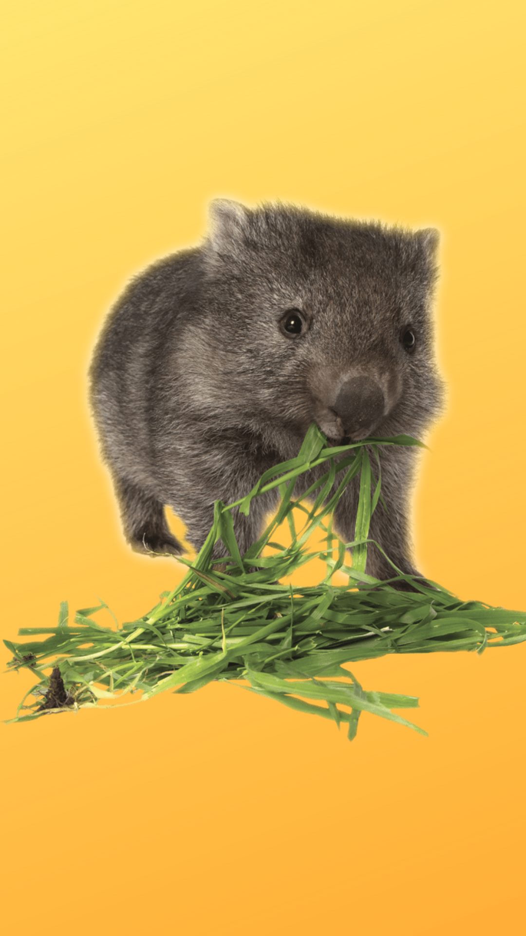 Bullarto Nature and Art Playgroup | Bullarto VIC