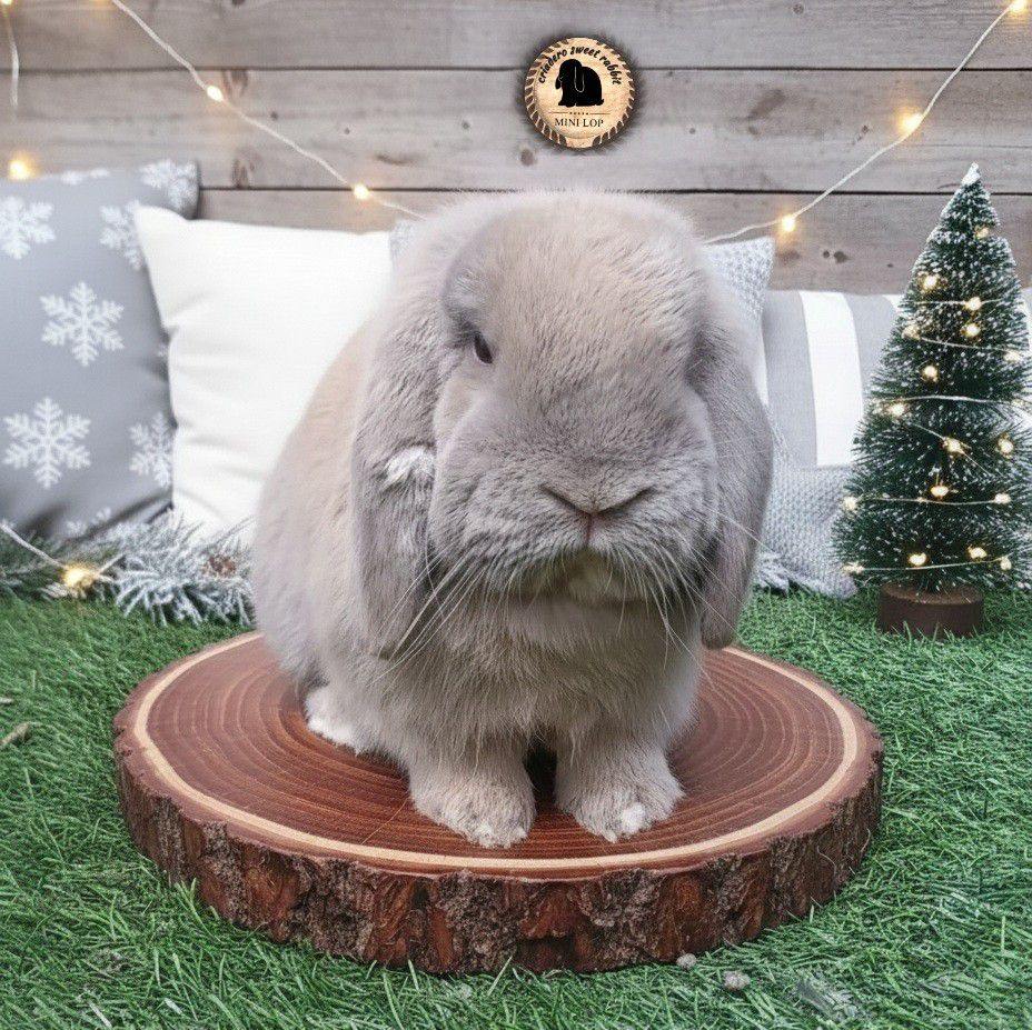 Criadero Sweet rabbits