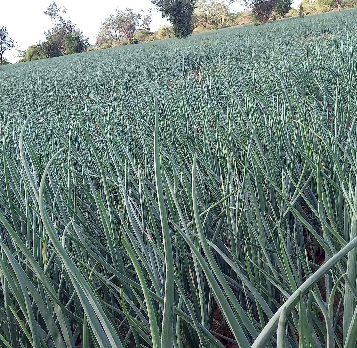 Mkunga FARMS