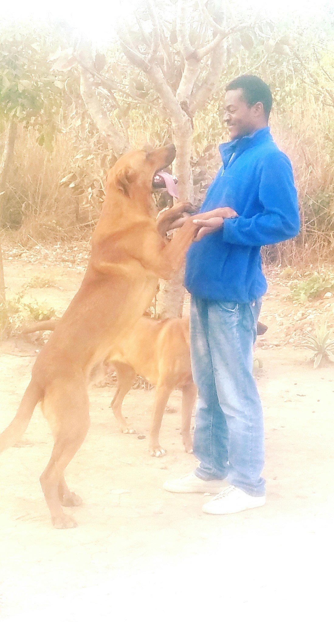 Rhodesian Ridgeback Zambia
