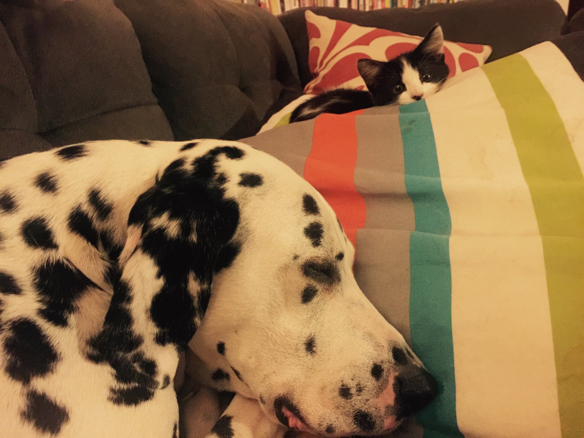 Gilly the Kitty & Big Bro Ringo