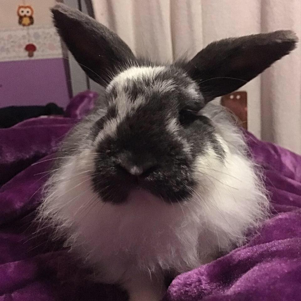General Rabbit Care
