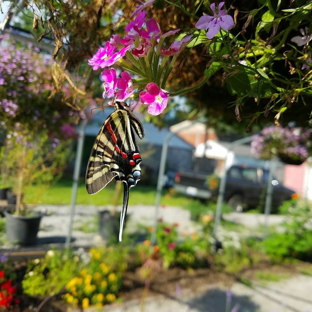 Atelier Insecta