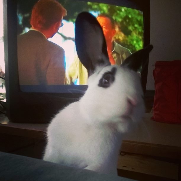 I love Bugsy the bunny