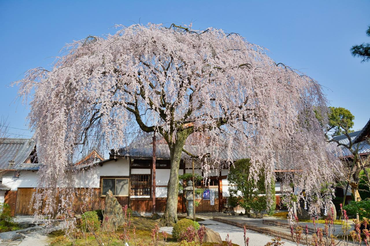 本 満 寺