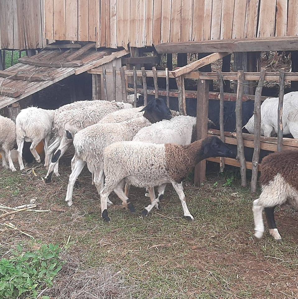 Kirigua Dorper Farm - TIMAU