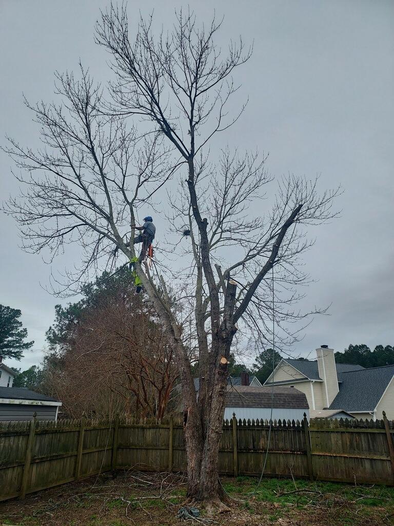 Blue Ox Tree and Debris Service | Richlands NC
