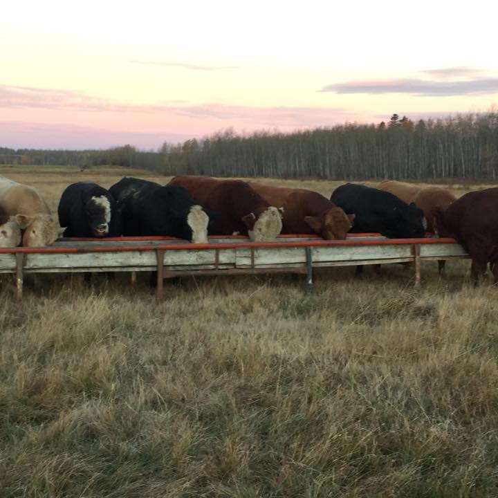 Briar Ridge Stock Farm | Dawson Creek BC