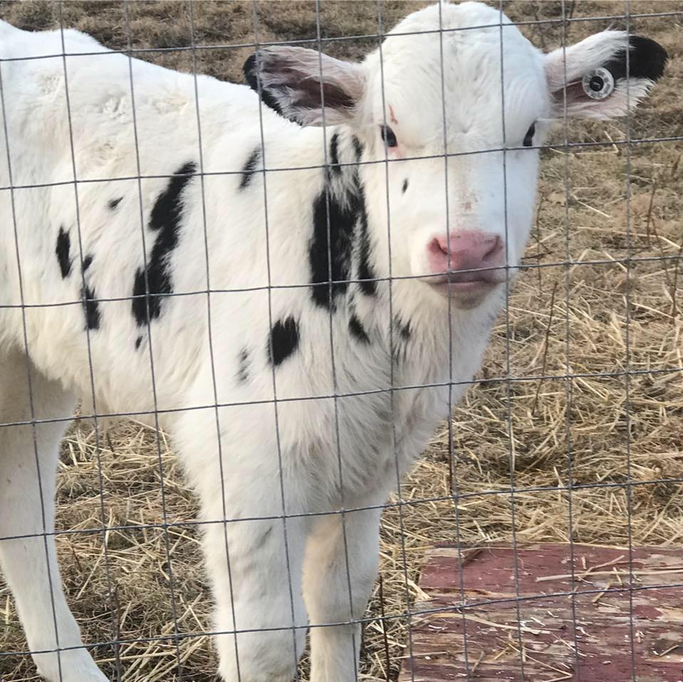Triple A Ranch