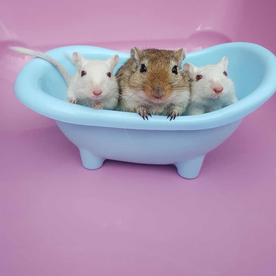 Charity Auction for Gerbil and Rodent Rescue & Mimi's Rodent Rescue