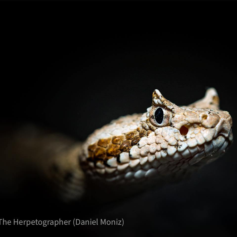 The Herpetographer - World Snake Day is TODAY! Here’s a large ...