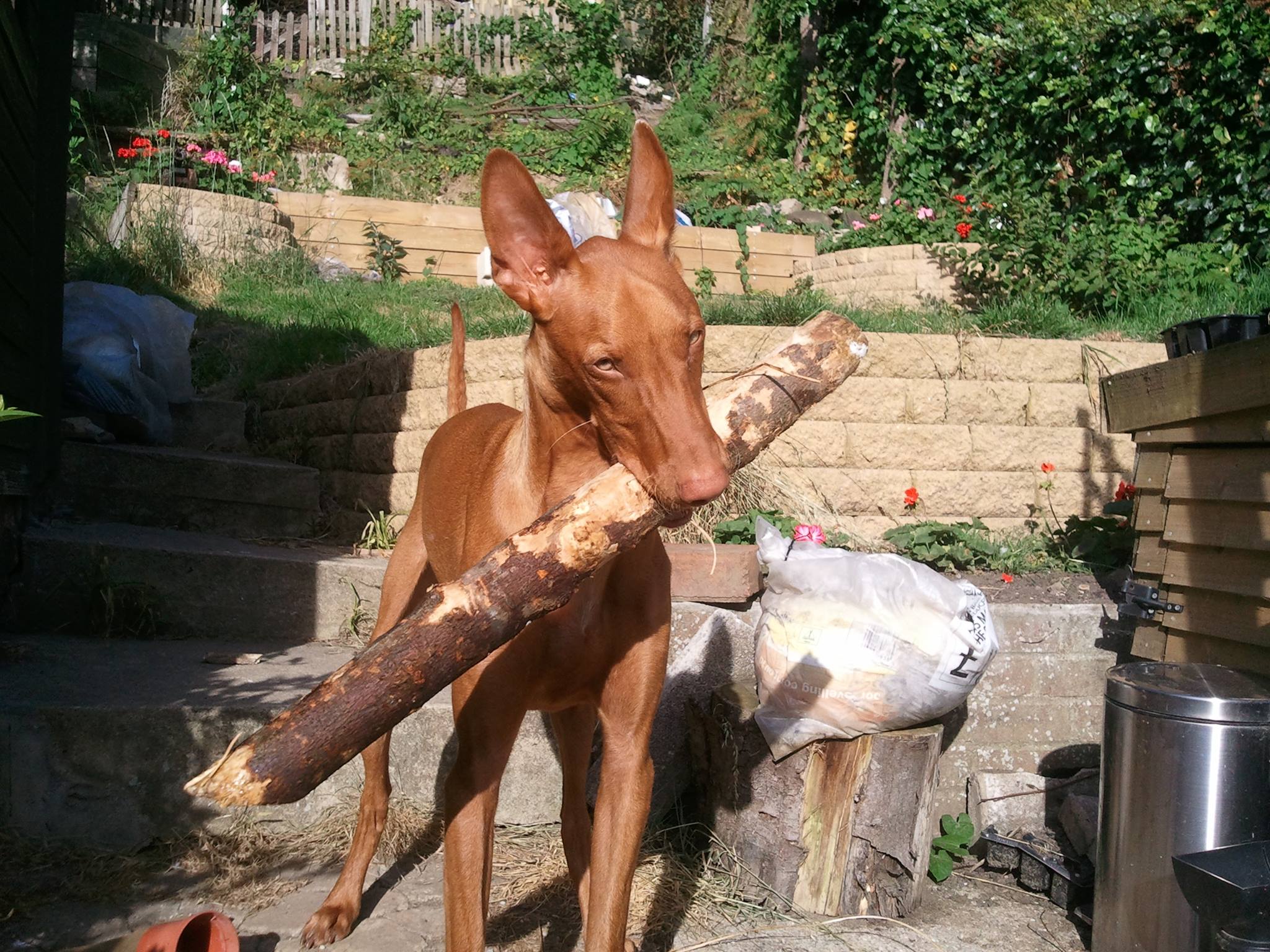 A Dogs Guide to Ruling The World