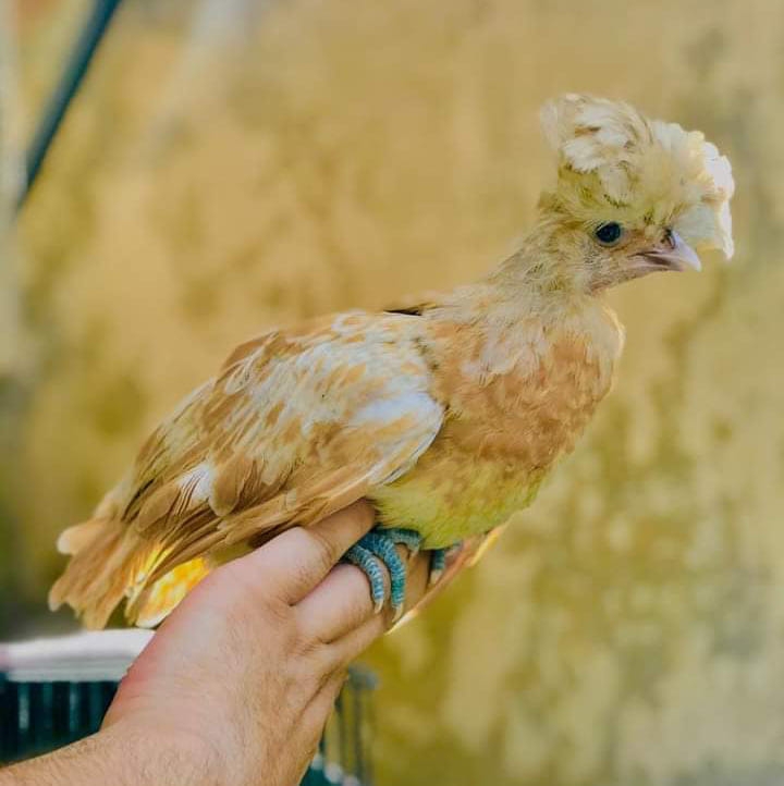 Hatching Factory