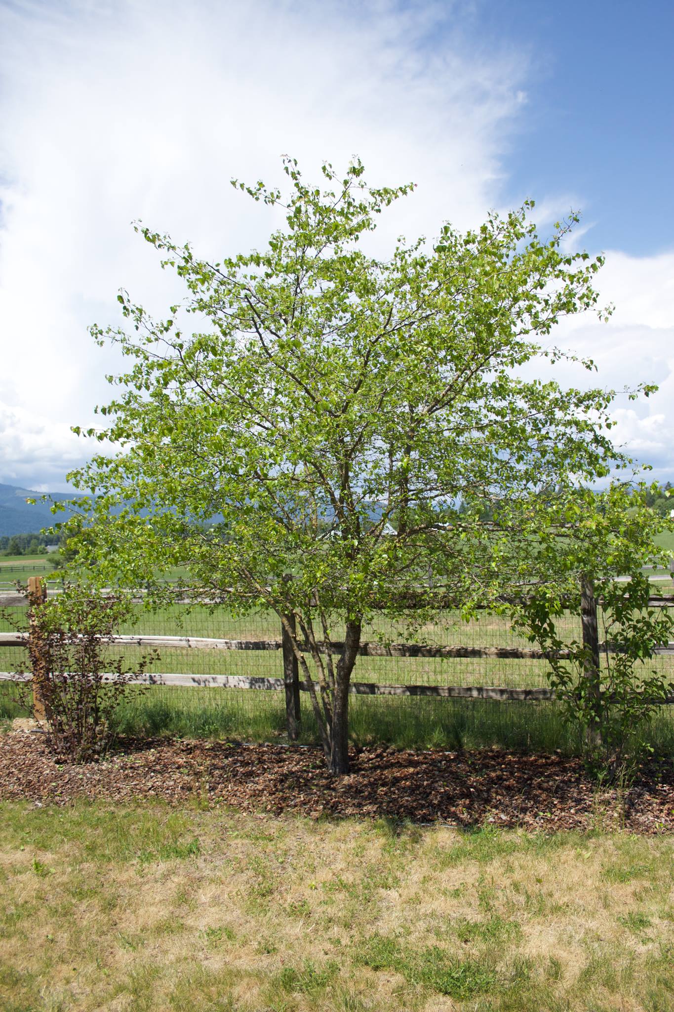 Peregrine Tree & Landscape | Sandpoint ID