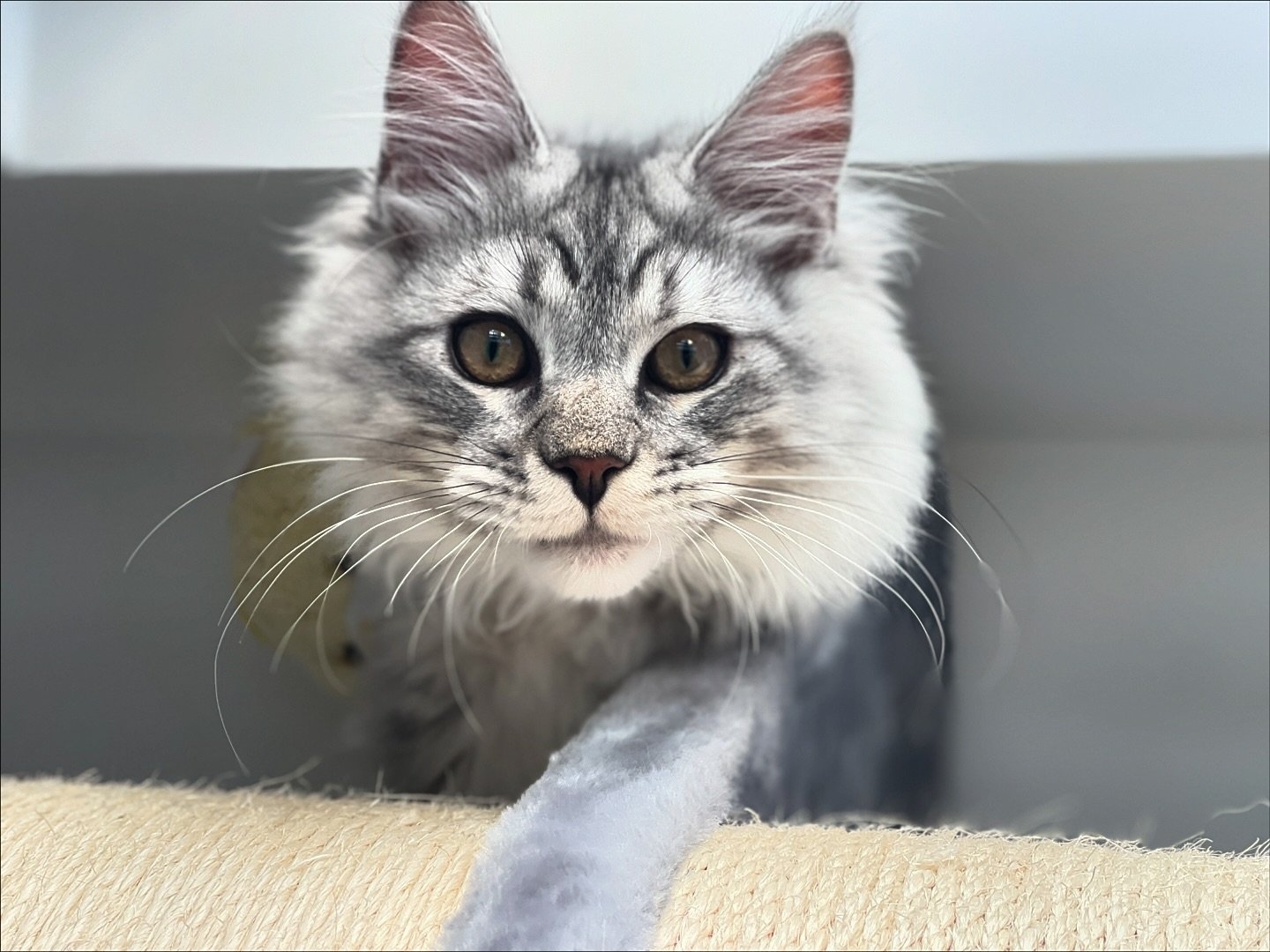 Massimo the Maine Coon