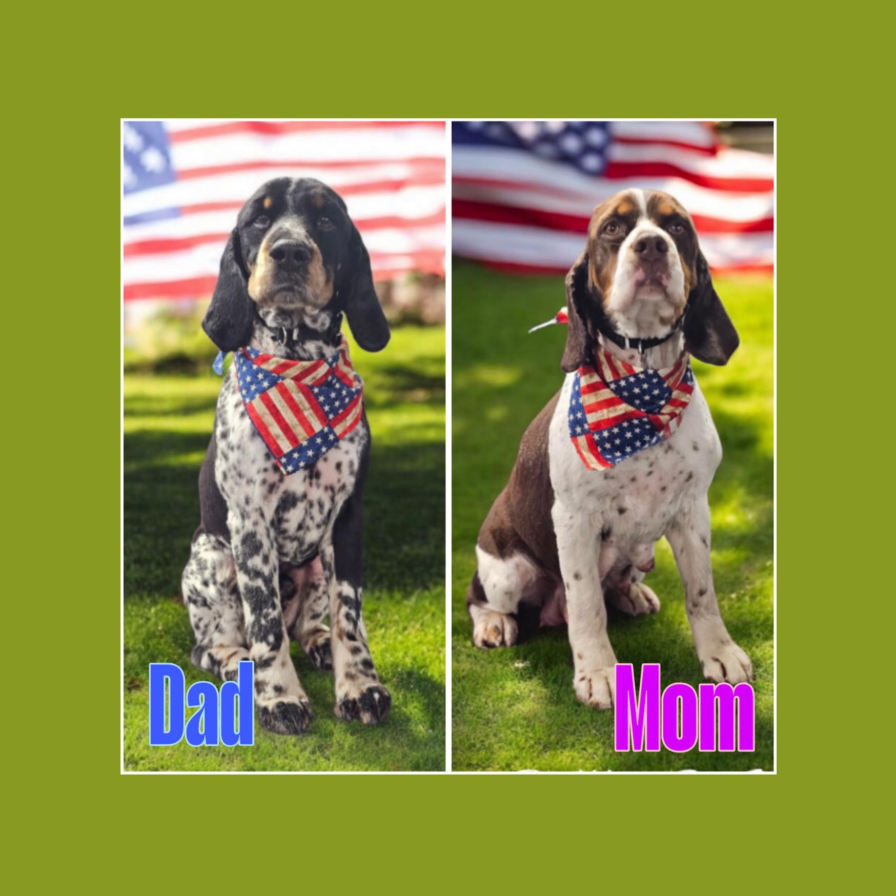 This handsome boy is my last puppy! 9... - Hollars Springers | Facebook