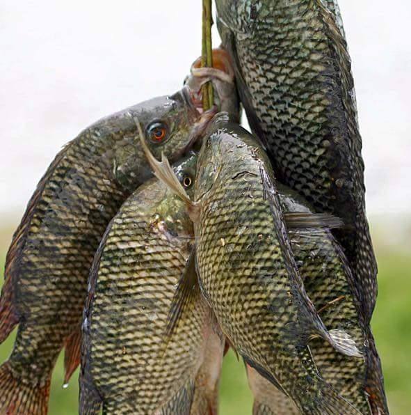 Sylhet fish hatchery sell center