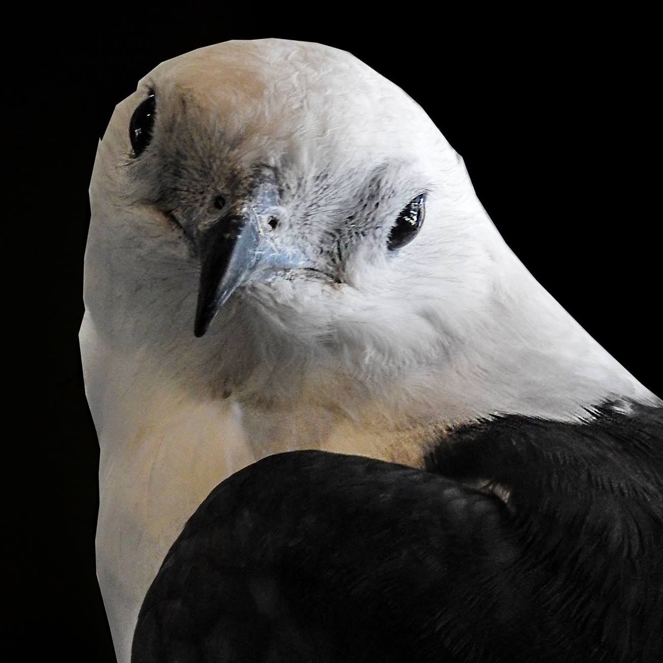 Wild Raptor Sanctuary | Clearwater FL