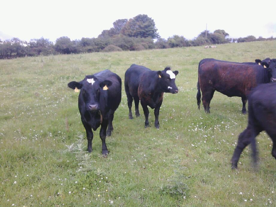 Burke Livestock Ltd