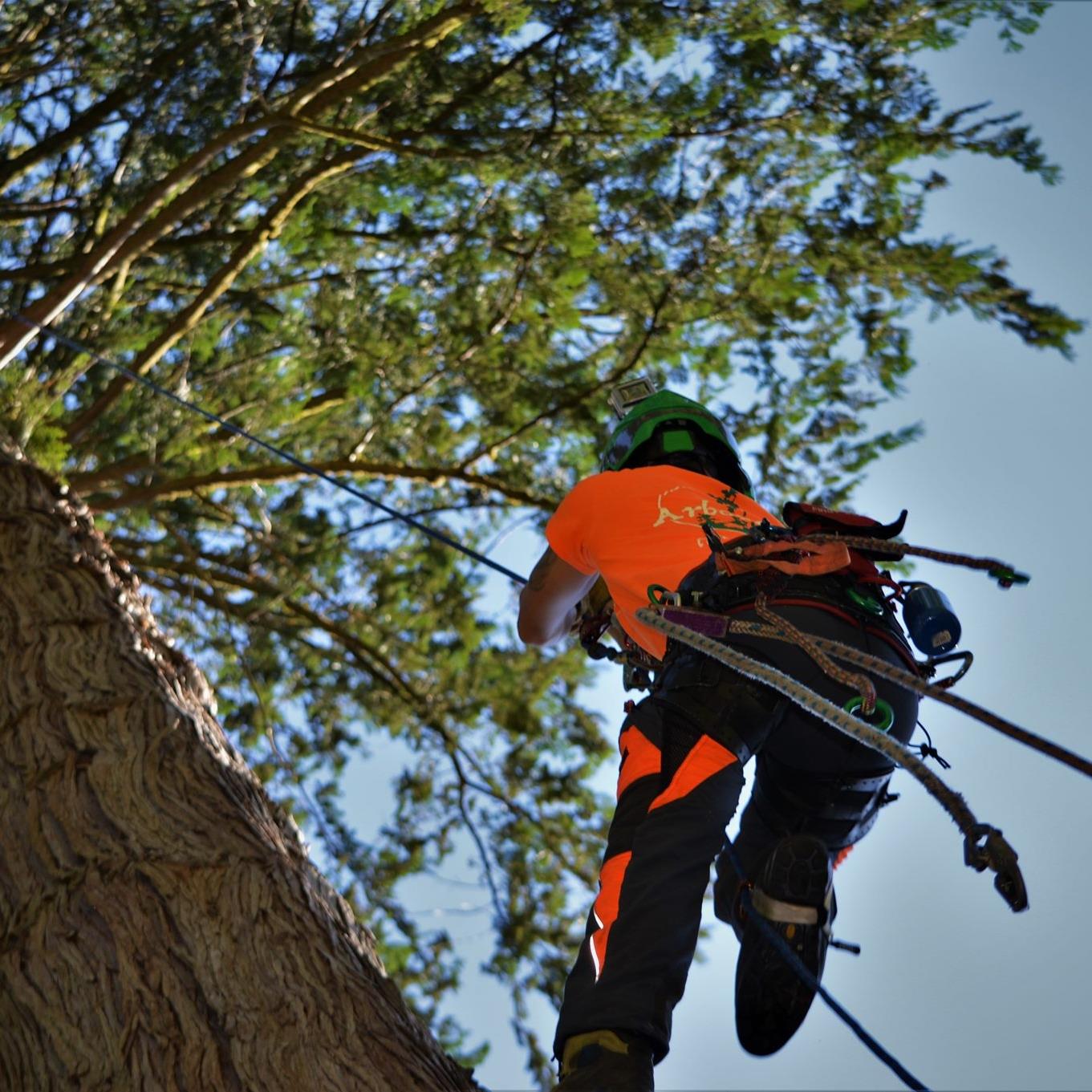 ArborGreen Tree Care Specialists