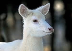 Profile for Groves Albino Celebrity Doe