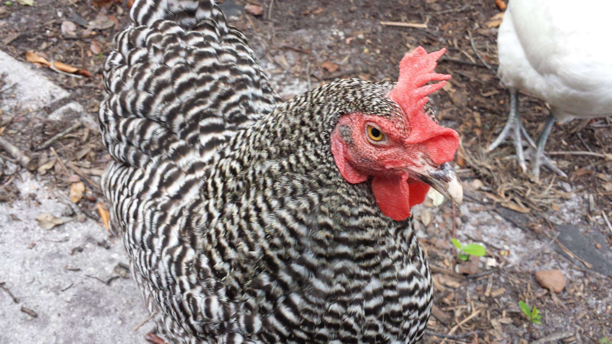 Democratic Republic of Chicken
