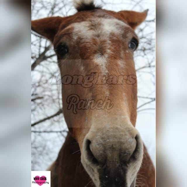 Long Ears Ranch | Rose Prairie BC