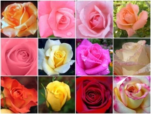 RFA Flower and Gifts | Manila