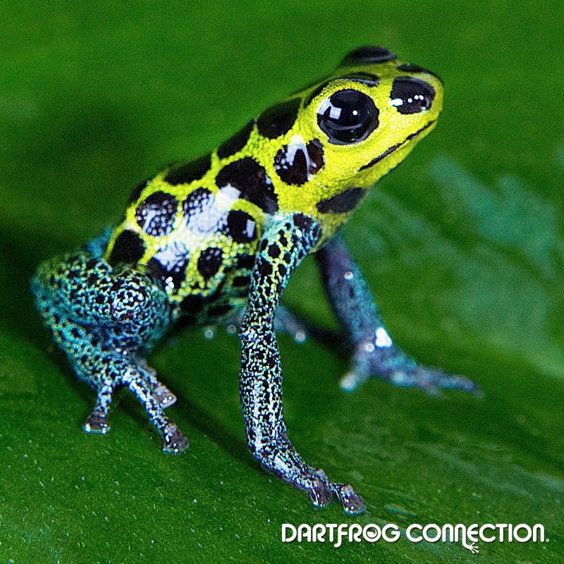 Dart Frog Connection