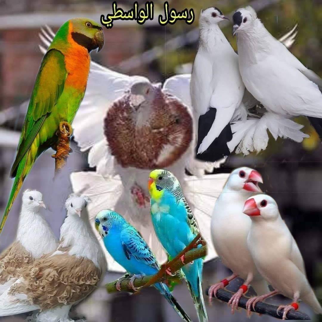 اجمل الطيور في الطبيعة
