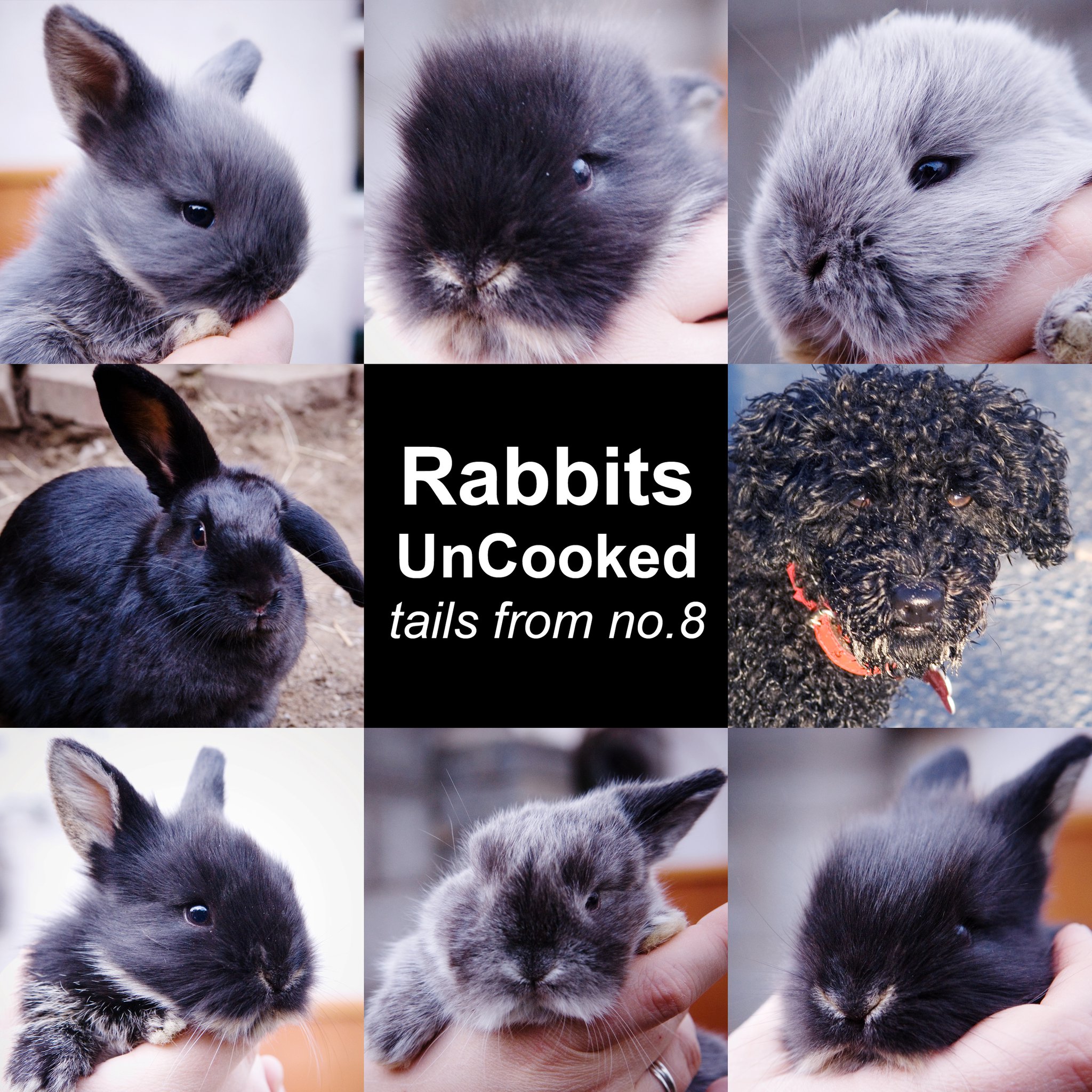 Rabbits Uncooked: Tails from No. 8