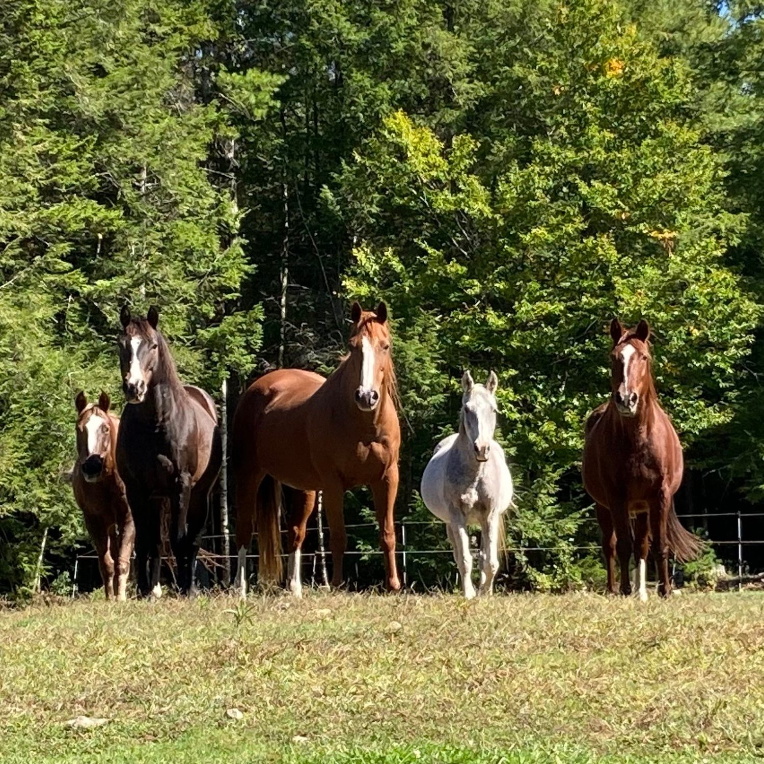 Adirondack Ranch | Thurman NY