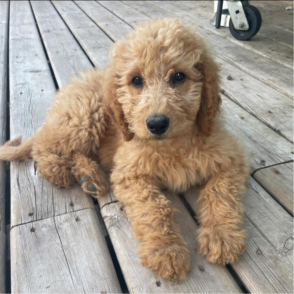 Freedom Doodle Ranch | Edson AB