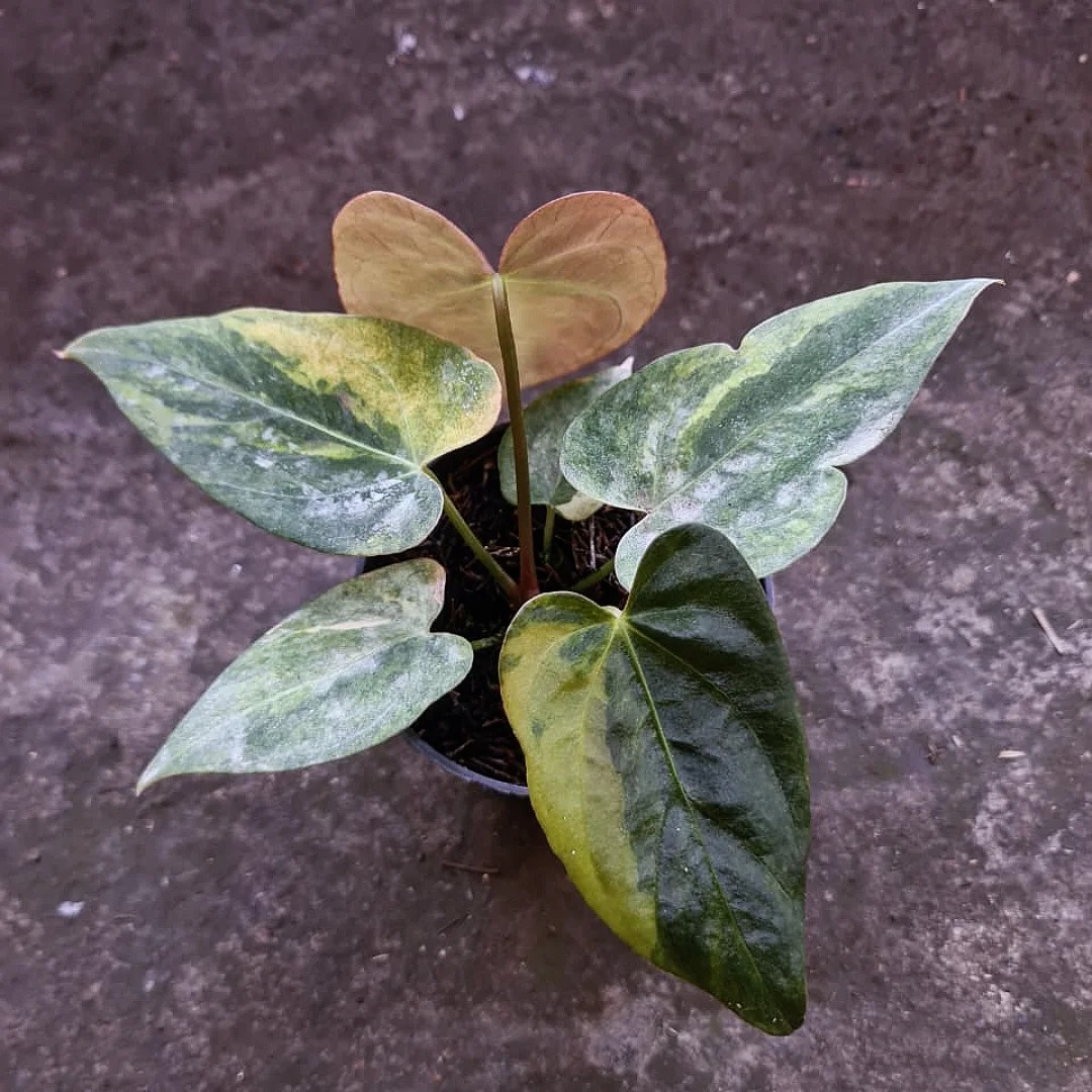 Jayad flower plants