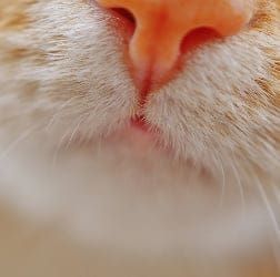 Scatterty Cattery | Cornhill