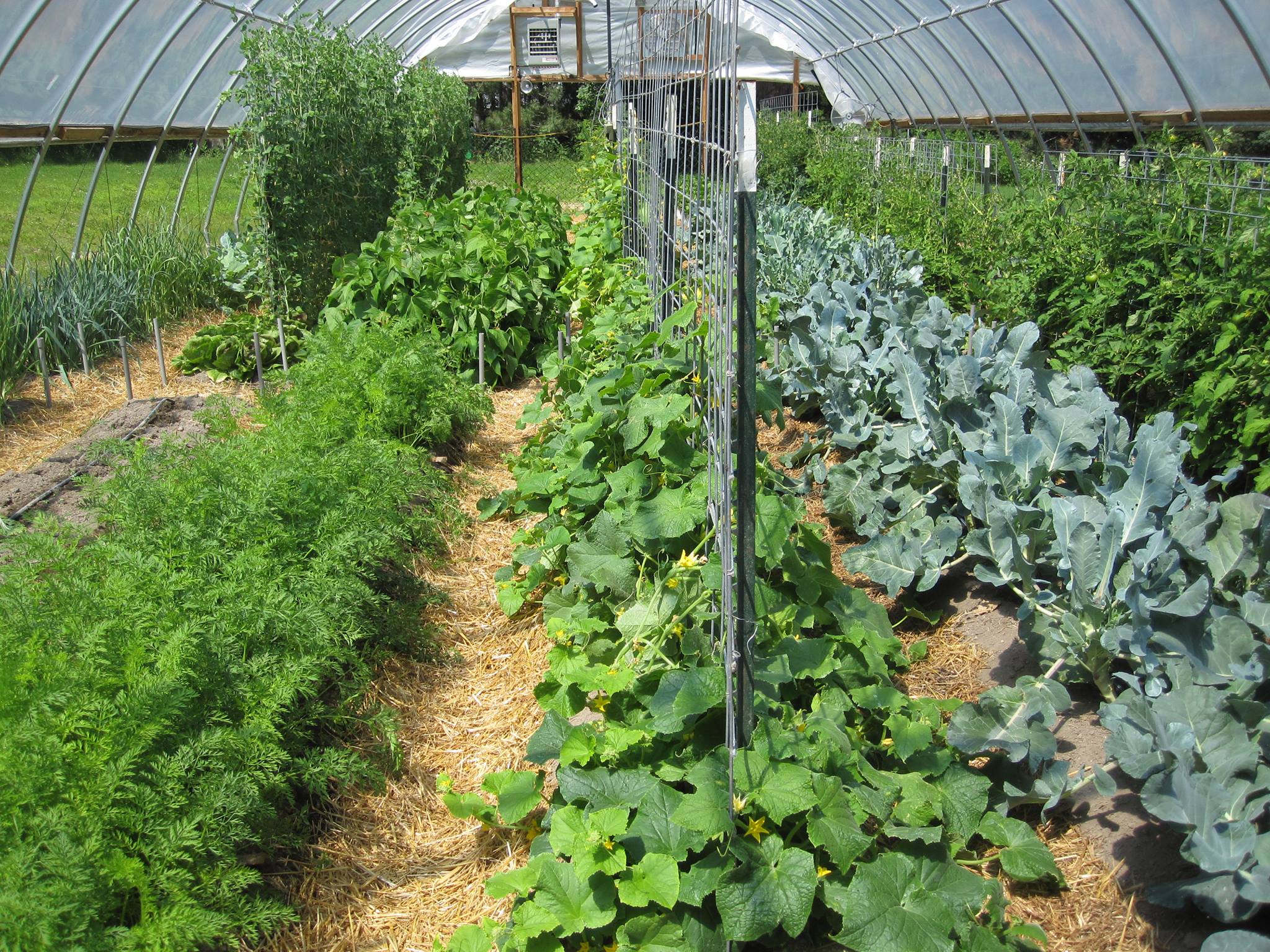 Grand Rapids MN Farmers' Market | Grand Rapids MN