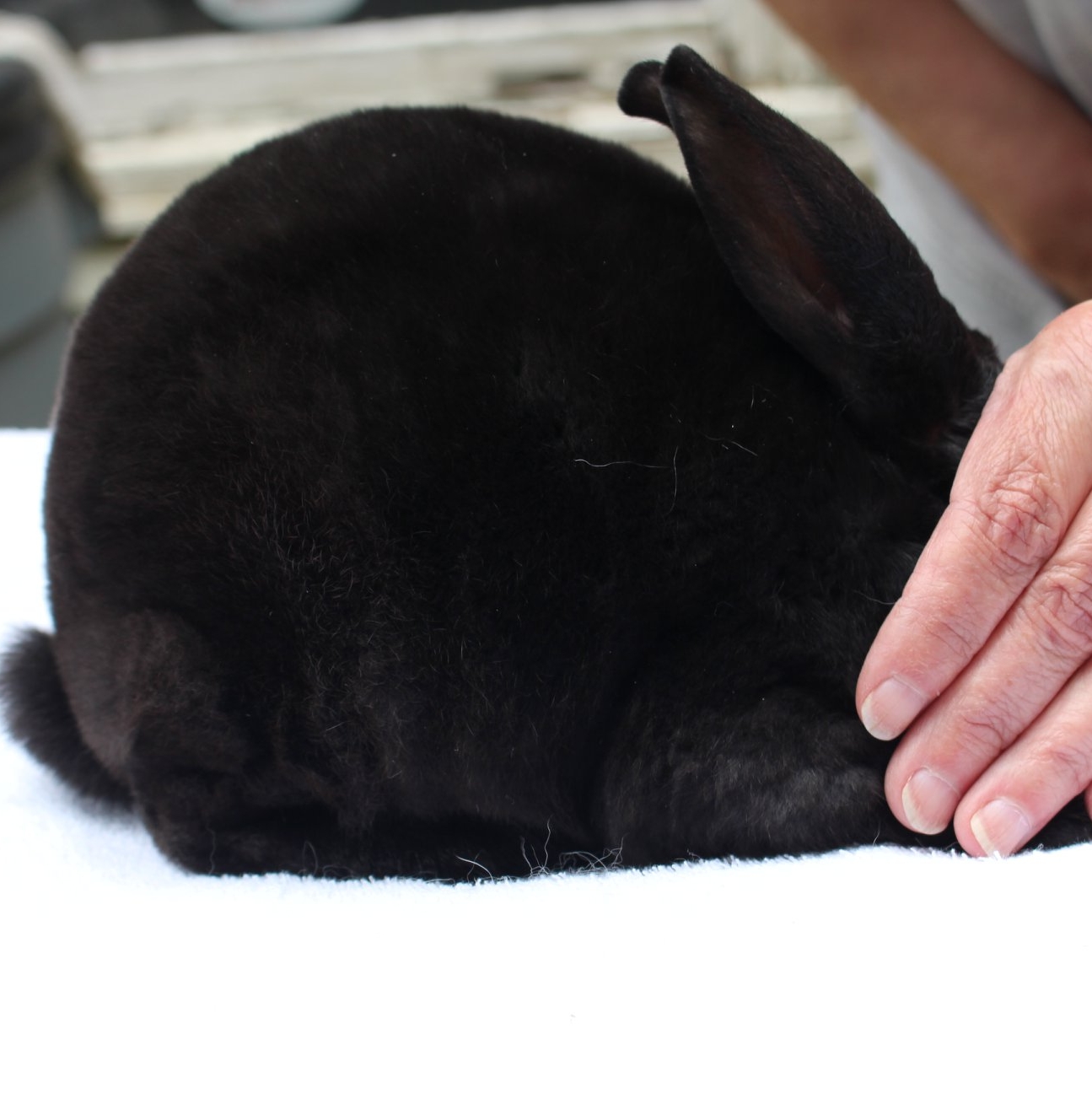 Royal Velvet Rabbitry | Fraser Lake BC
