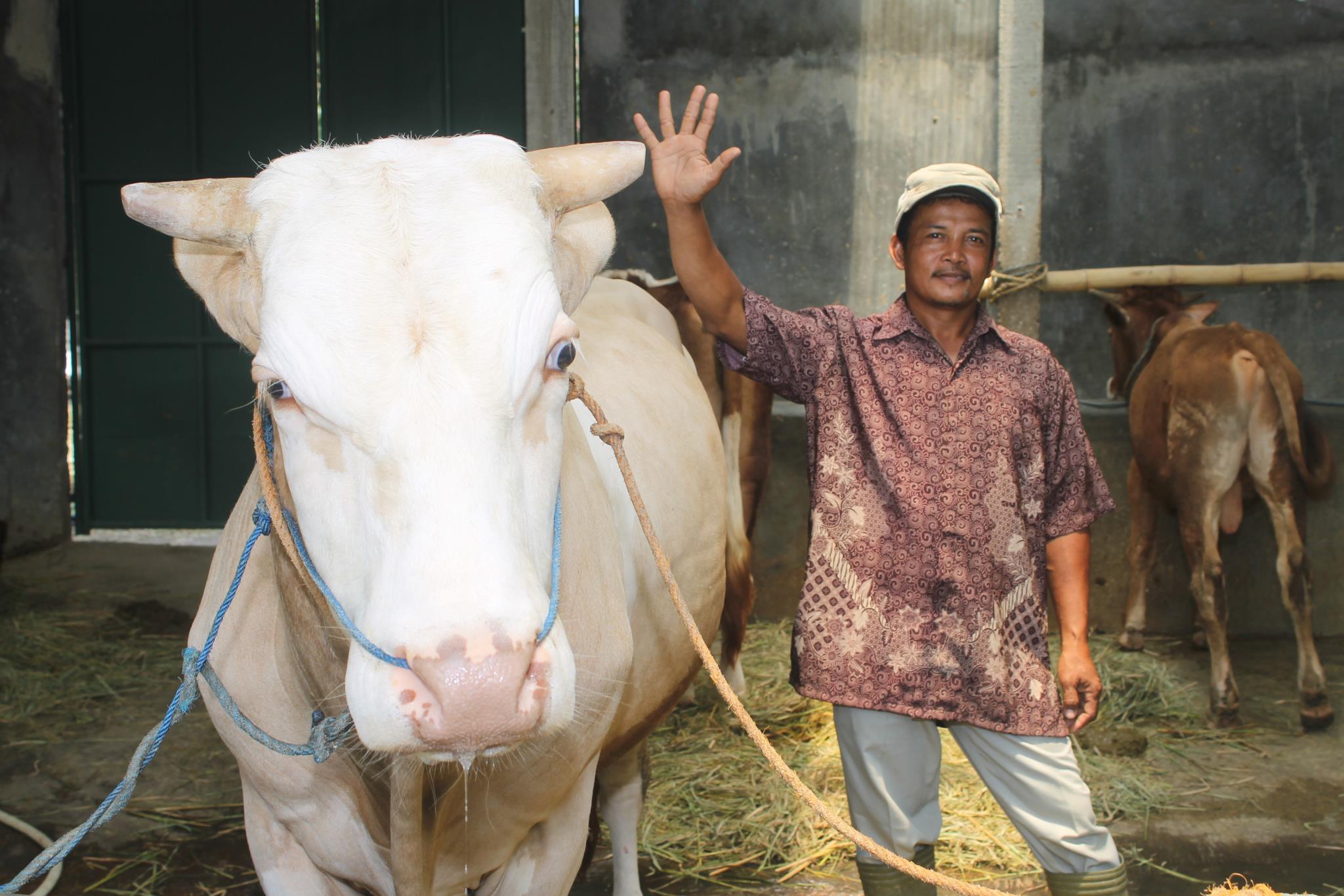 Jual Beli Sapi Metal | Kesugihan