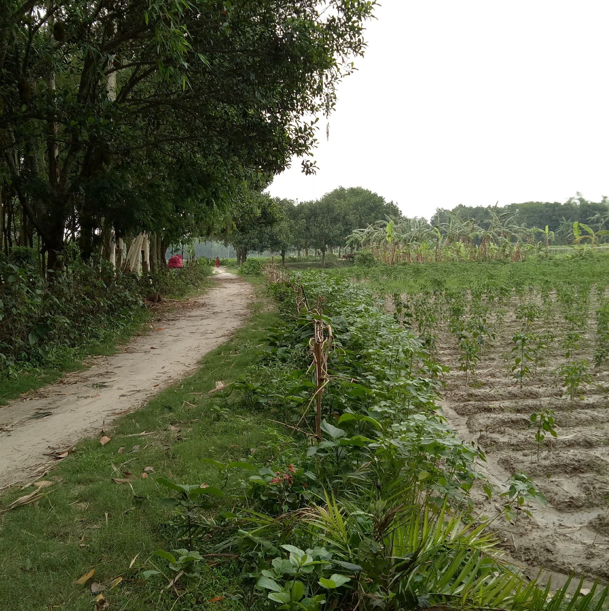 Shampur Village