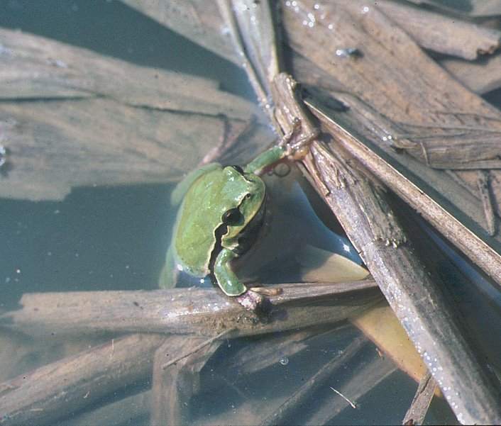 Raganella italiana