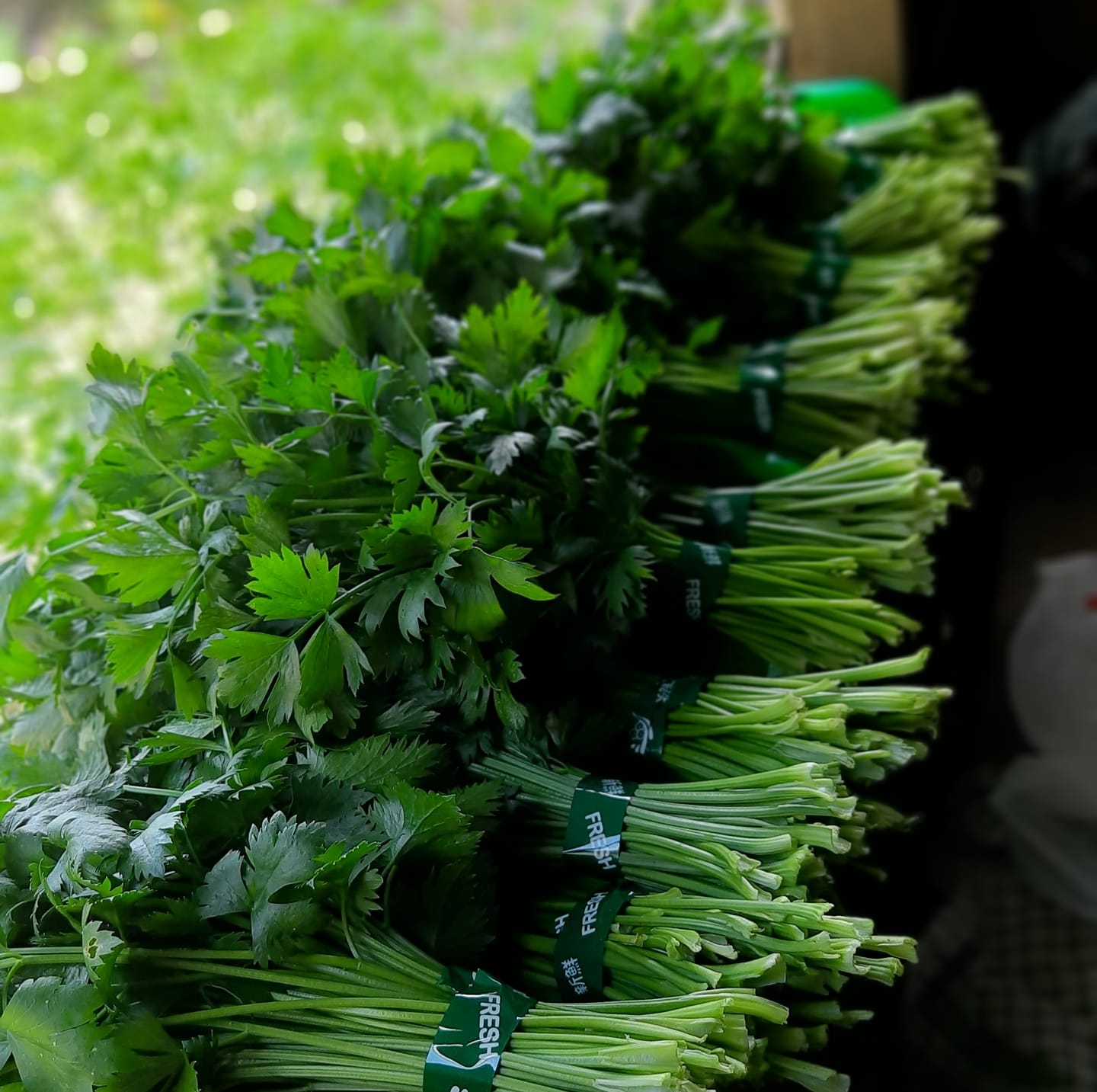 Daun rindang | Pagatan