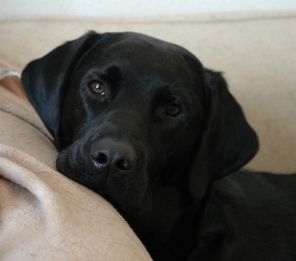 Labrador Retriever - Sam and Max. Max, a bomb-sniffing labrador ...
