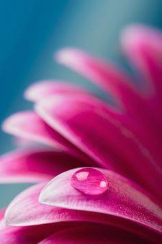 Flores bellas