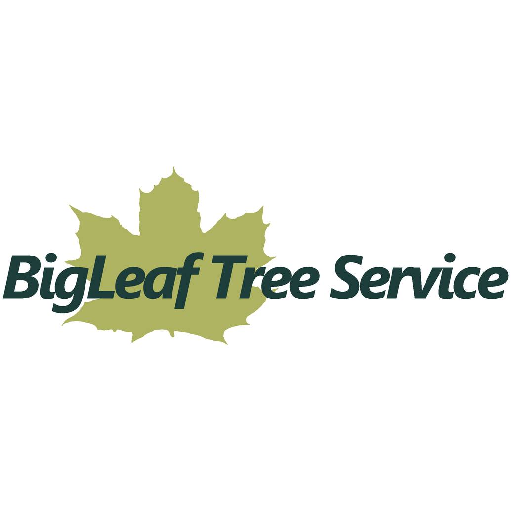 BigLeaf Tree Service | Toronto ON