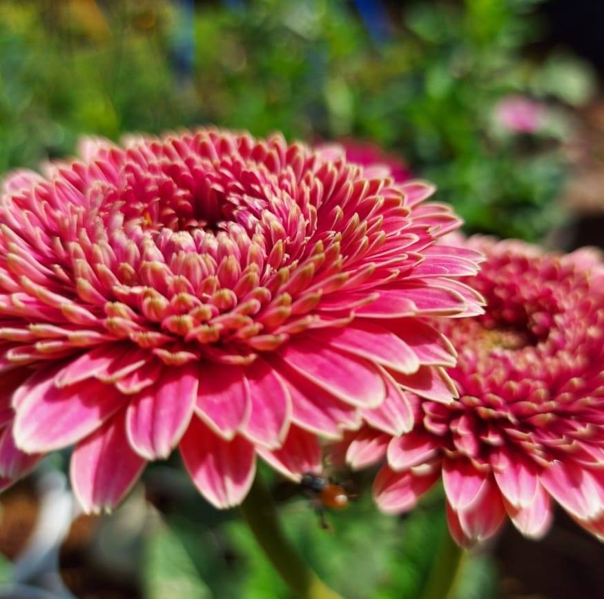 plant_nursery_surat Surat